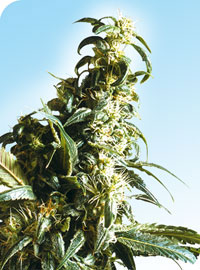 Mexican Sativa Regular Cannabis Seeds