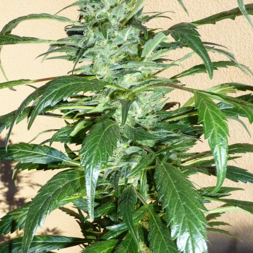 MI6 SuperAuto Feminized Marijuana Seeds