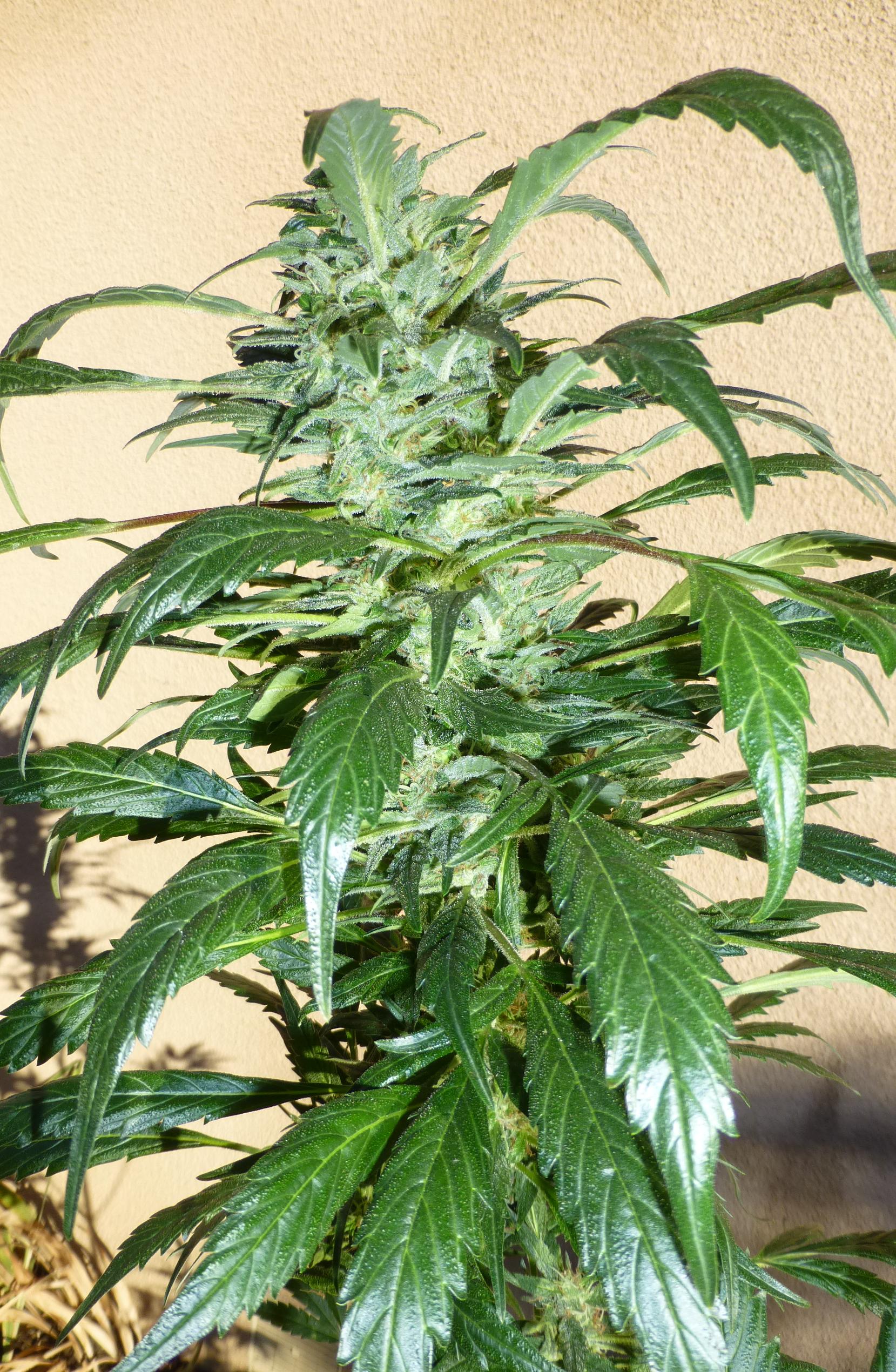 MI6 SuperAuto Feminized Marijuana Seeds