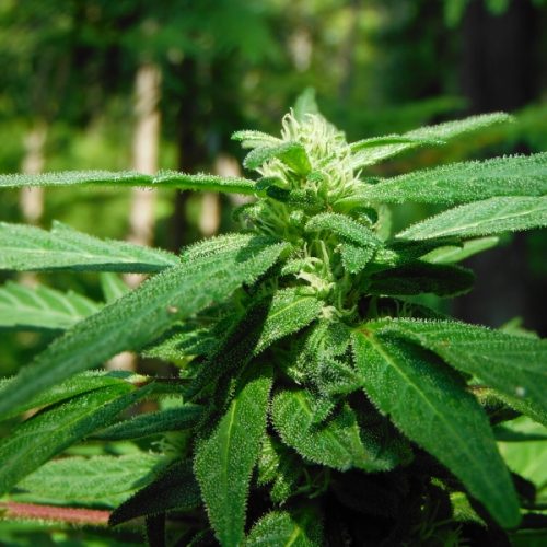 Mighty Mite Regular Cannabis Seeds