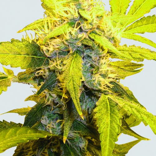 Misty Kush Feminized Marijuana Seeds