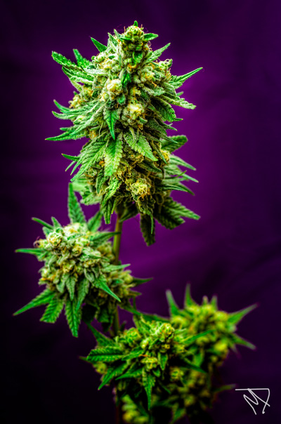 Micky Kush Regular Cannabis Seeds