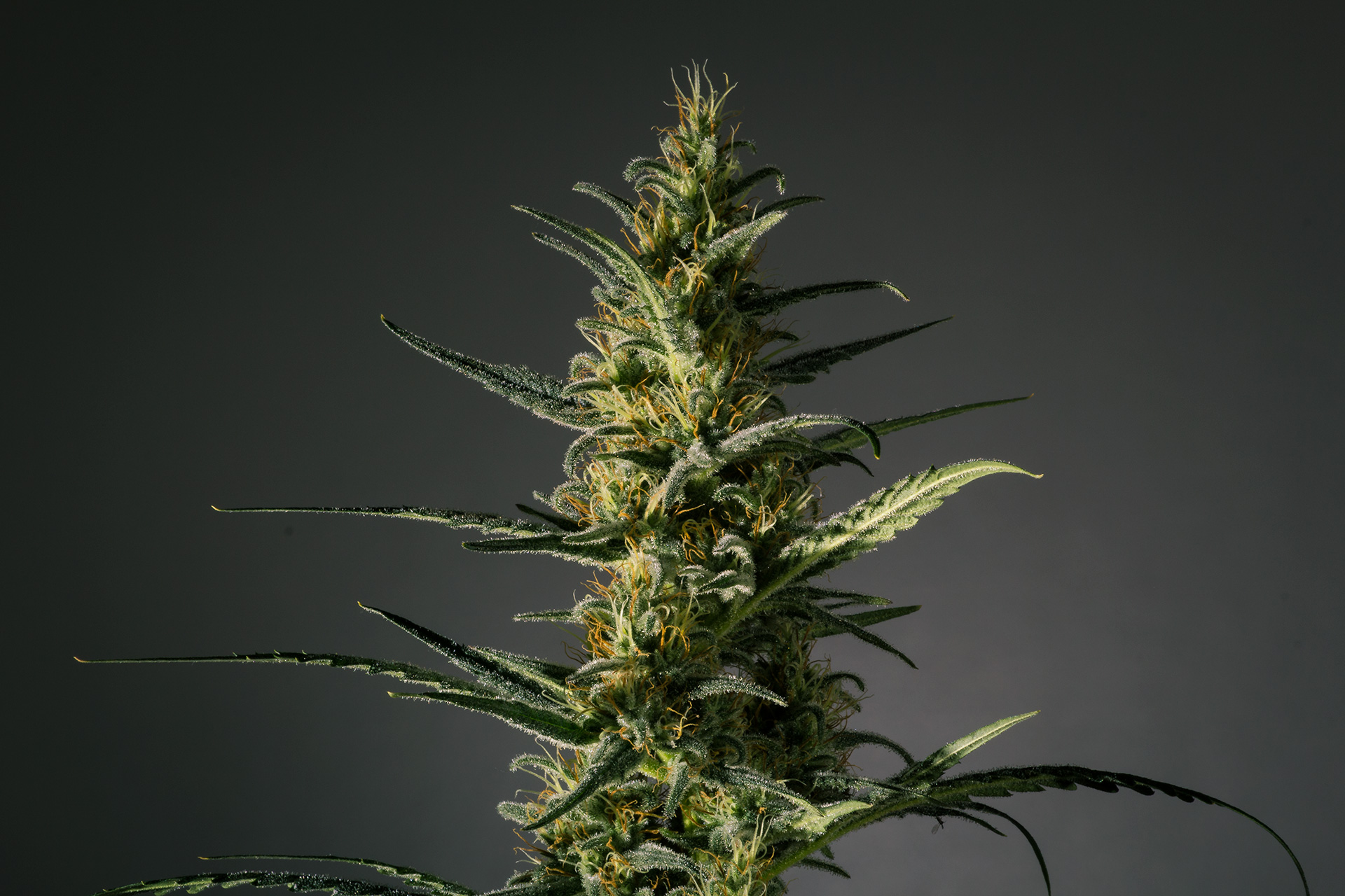 Candida (CD-1) Feminized Marijuana Seeds