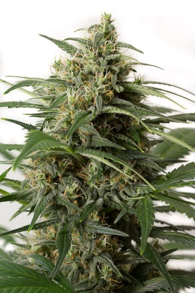 Moby Dick XXL Autoflowering Feminized Marijuana Seeds