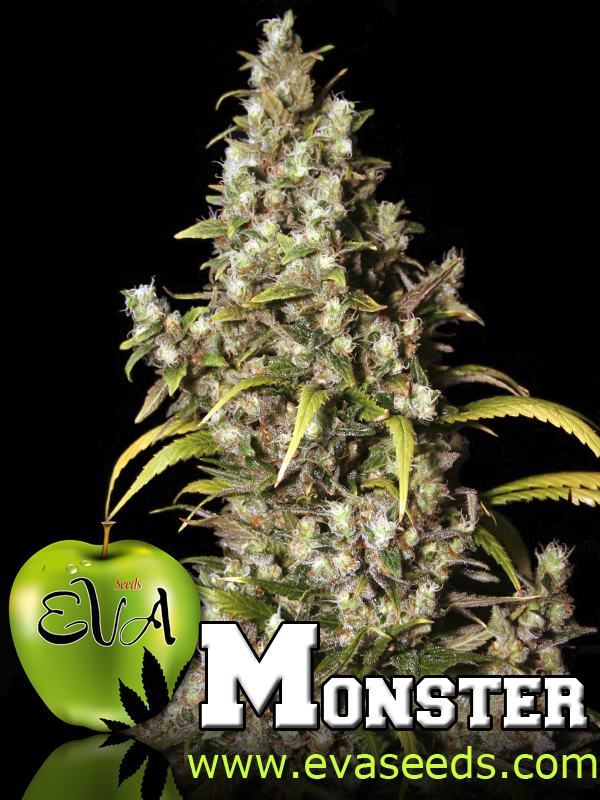 Monster Feminized Marijuana Seeds