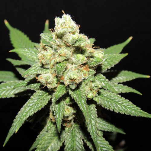 Moontang Regular Cannabis Seeds