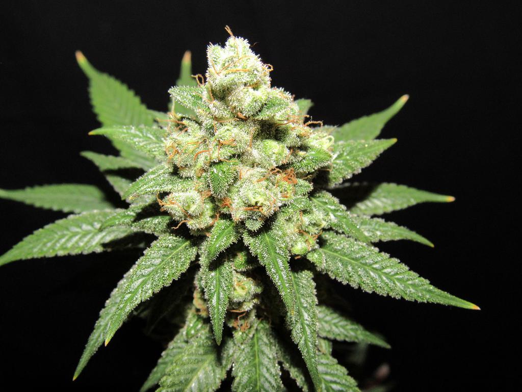Moontang Regular Cannabis Seeds