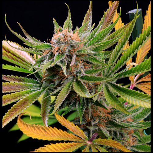 Mothertongue Regular Cannabis Seeds