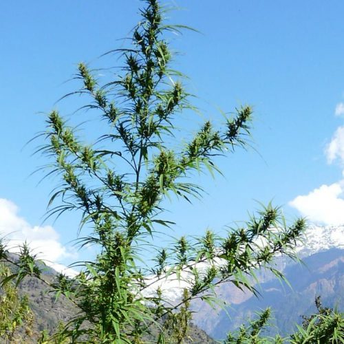 Nanda Devi Regular Cannabis Seeds
