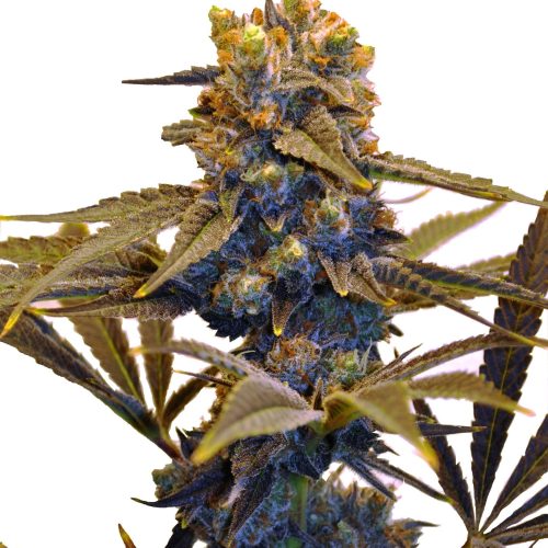 CBD New York Diesel Feminized Marijuana Seeds