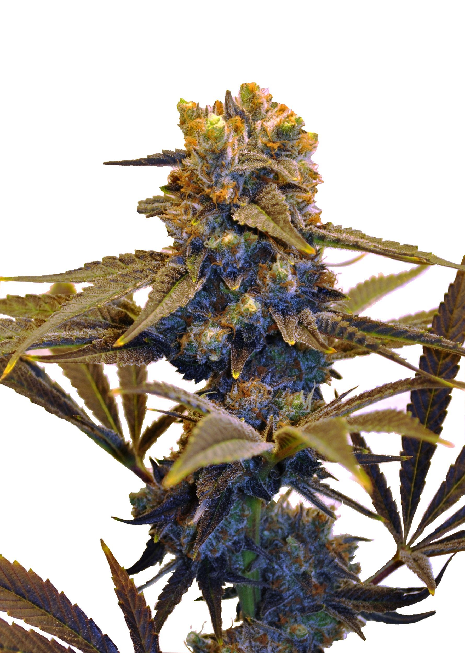 CBD New York Diesel Feminized Marijuana Seeds