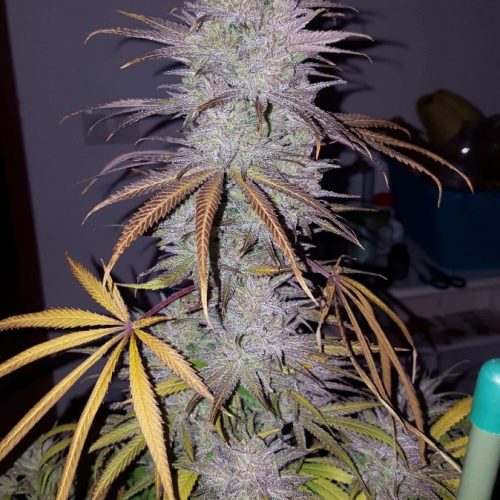 Night Nurse Regular Cannabis Seeds