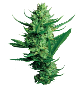 Night Queen Feminized Marijuana Seeds