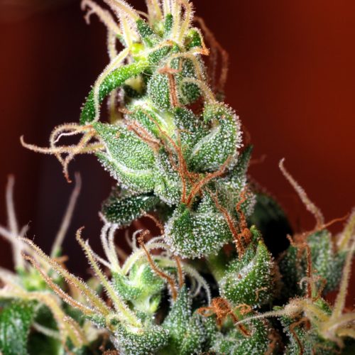 Nitro Express Regular Cannabis Seeds