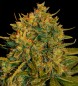 Northern Light x Big Bud Auto Feminized Marijuana Seeds