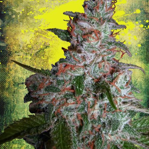 Northern Lights MOC Feminized Marijuana Seeds