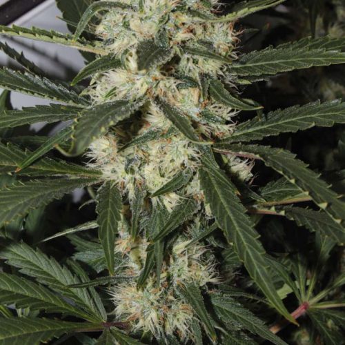 Northern Light Feminized Marijuana Seeds