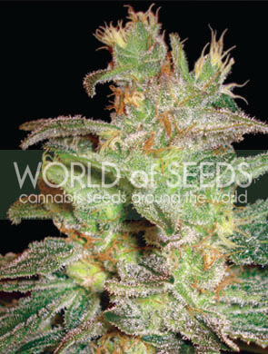 Northern Light x Big Bud Feminized Marijuana Seeds