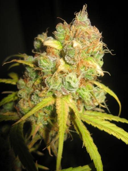 NL5 x Afghan Regular Cannabis Seeds