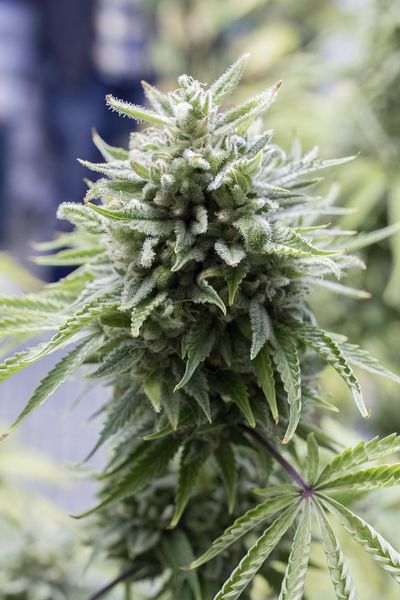 OG Kush Auto Feminized Marijuana Seeds