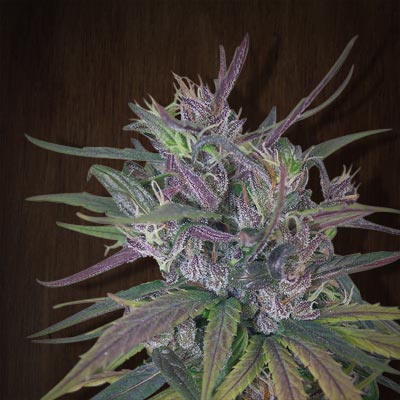 Oldtimer's Haze Regular Cannabis Seeds