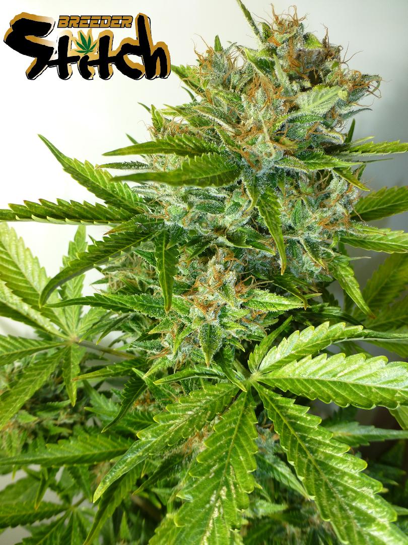 Onyx Autoflowering Regular Cannabis Seeds