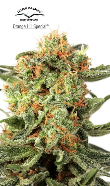 Orange Hill Special Feminized Marijuana Seeds
