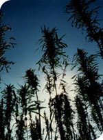 Outdoor Mix Regular Cannabis Seeds