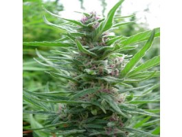 Panama Regular Cannabis Seeds