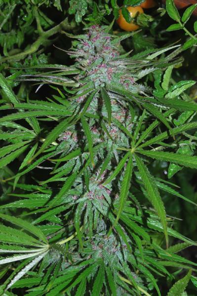 Panama Regular Cannabis Seeds