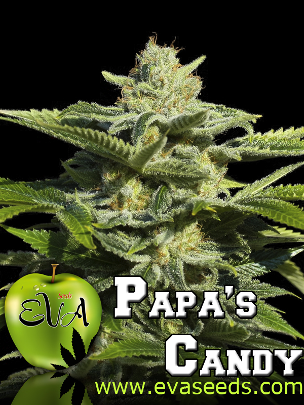 Papa's Candy Feminized Marijuana Seeds