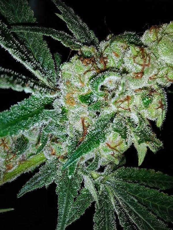 Pink Gorilla Regular Cannabis Seeds