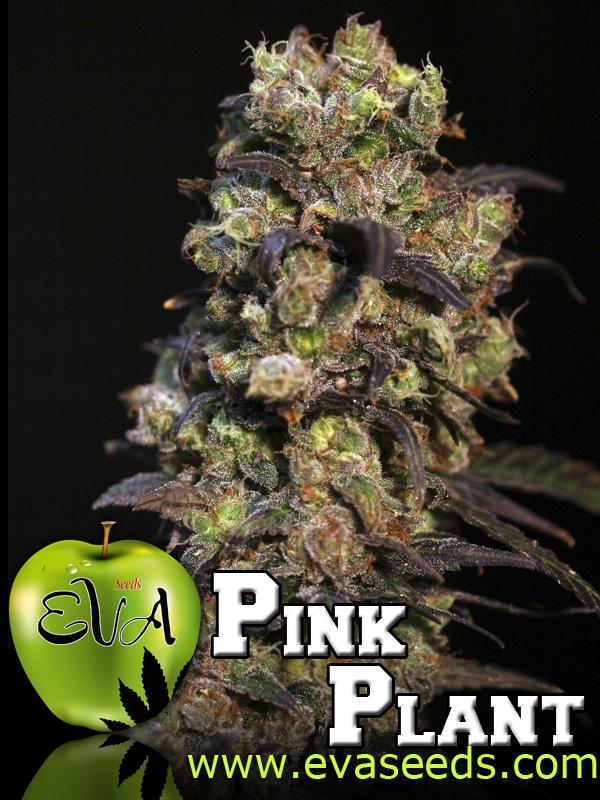 Pink Plant Feminized Marijuana Seeds