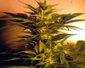 Skunk + (Power Skunk) Feminized Marijuana Seeds