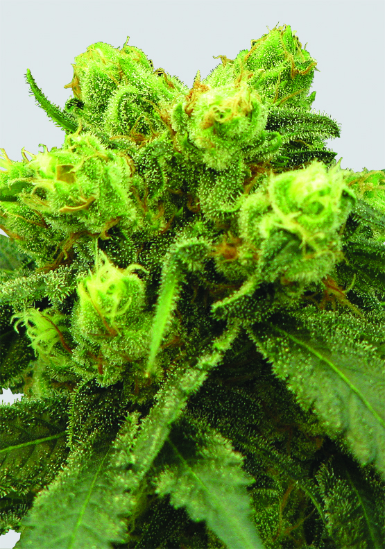 Pre-99 Big Bud Feminized Marijuana Seeds