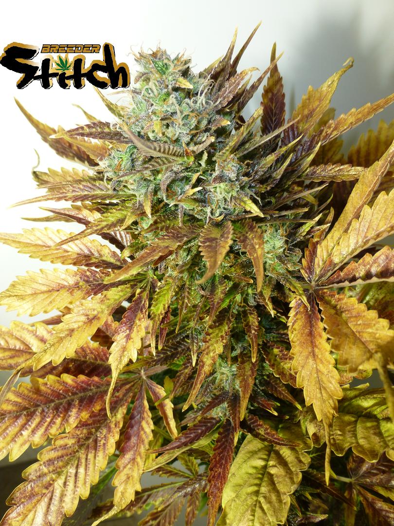 Purple Sirius Kush Autoflowering Feminized Marijuana Seeds
