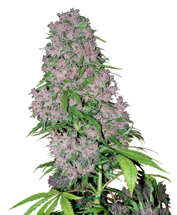 Purple Bud Feminized Marijuana Seeds