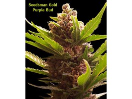 Purple Bud Regular Cannabis Seeds