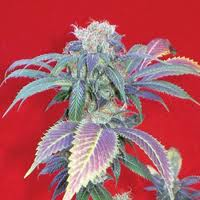 Purple Haze # 1 Feminized Marijuana Seeds
