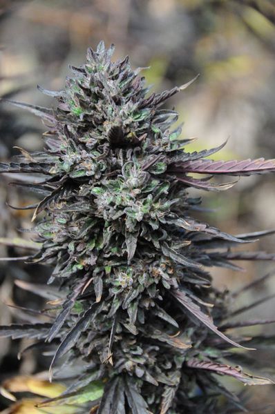 Purple Trainwreck Feminized Marijuana Seeds