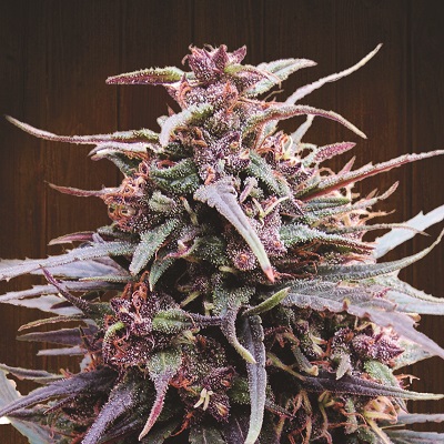 Purple Haze x Malawi Feminized Marijuana Seeds