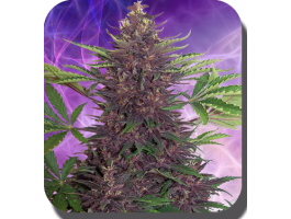 Purple Kush Auto Feminized Marijuana Seeds