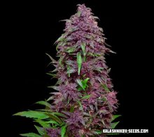Purple Mazar Auto Feminized Marijuana Seeds