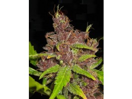 Purple Mazar Autoflowering Feminized Marijuana Seeds