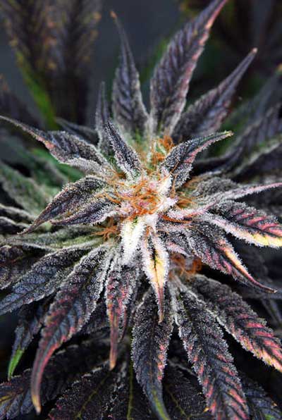 Qleaner Regular Cannabis Seeds