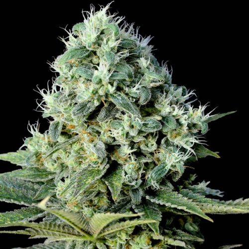 Santa Bilbo Feminized Marijuana Seeds