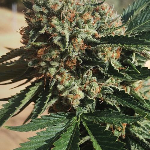 Sapphire OG Feminized Marijuana Seeds