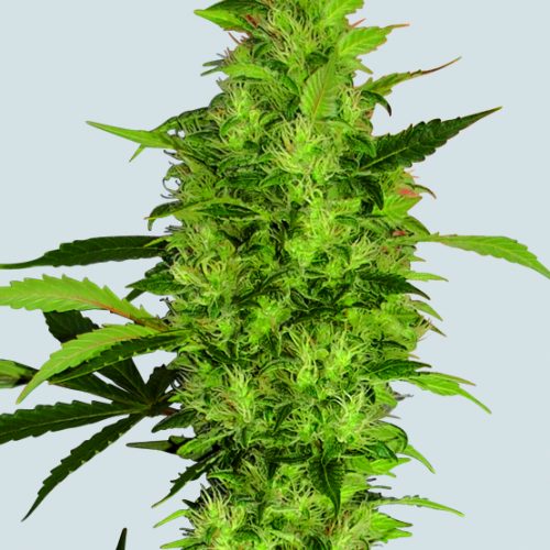 Sativa's Sour Diesel Feminized Marijuana Seeds