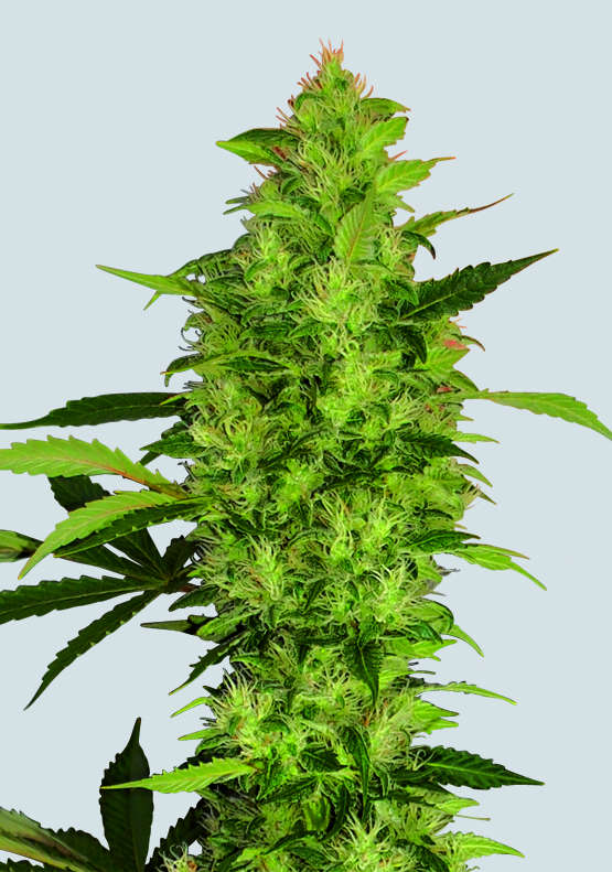 Sativa's Sour Diesel Feminized Marijuana Seeds