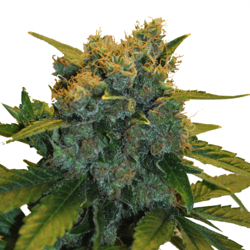CBD Sensi Star Feminized Marijuana Seeds